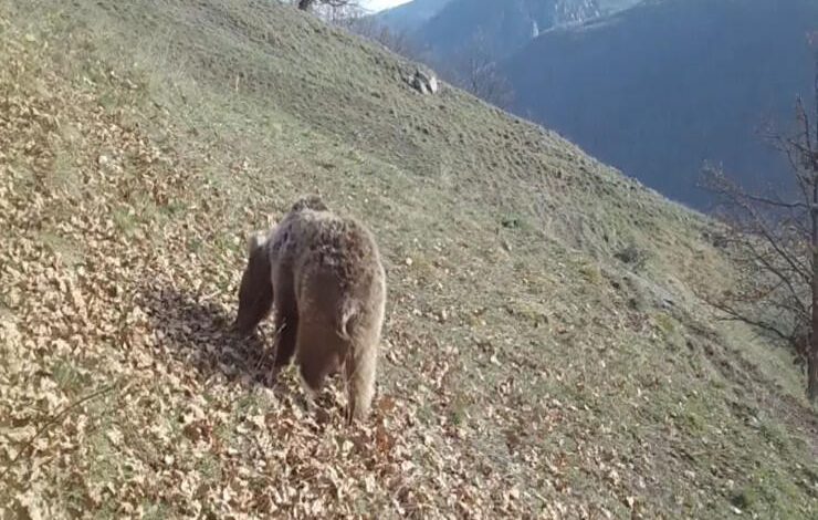 Erməni minasına düşmüş ayının görüntüsü yayıldı - VİDEO