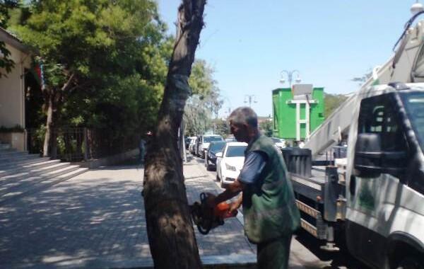 Bakıda qurumuş və qəzalı ağaclar götürülür